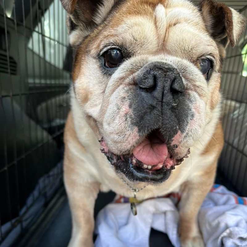Bulldog