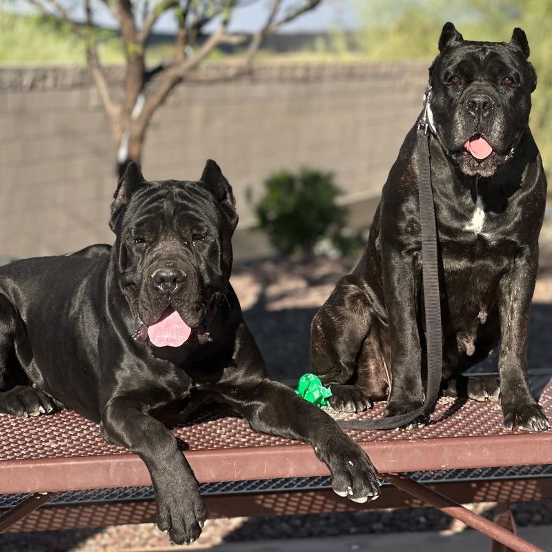 Cane Corso