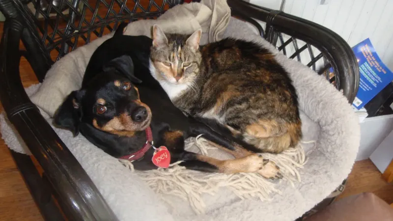 Miniature Pinscher