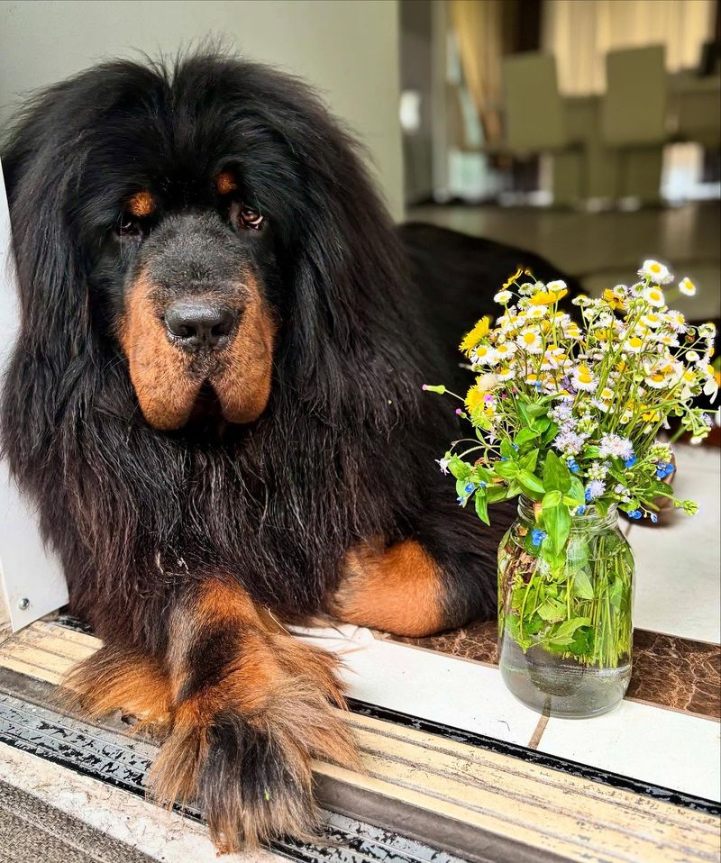 Tibetan Mastiff