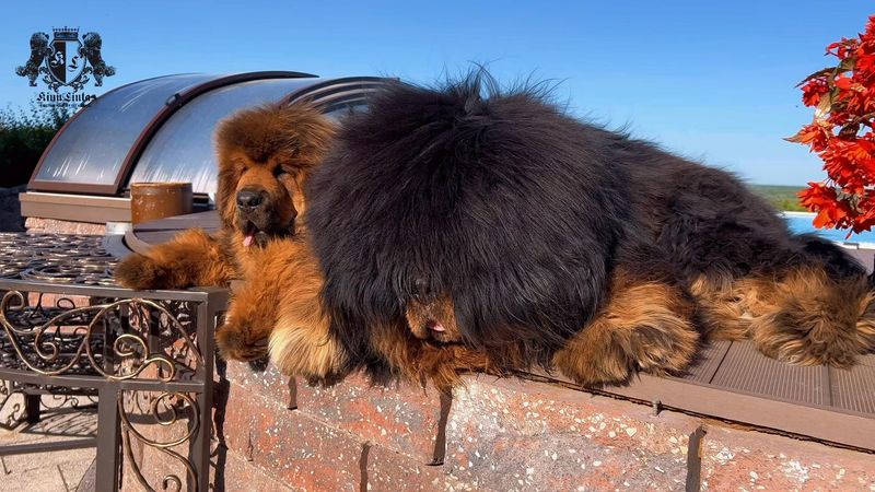 Tibetan Mastiff