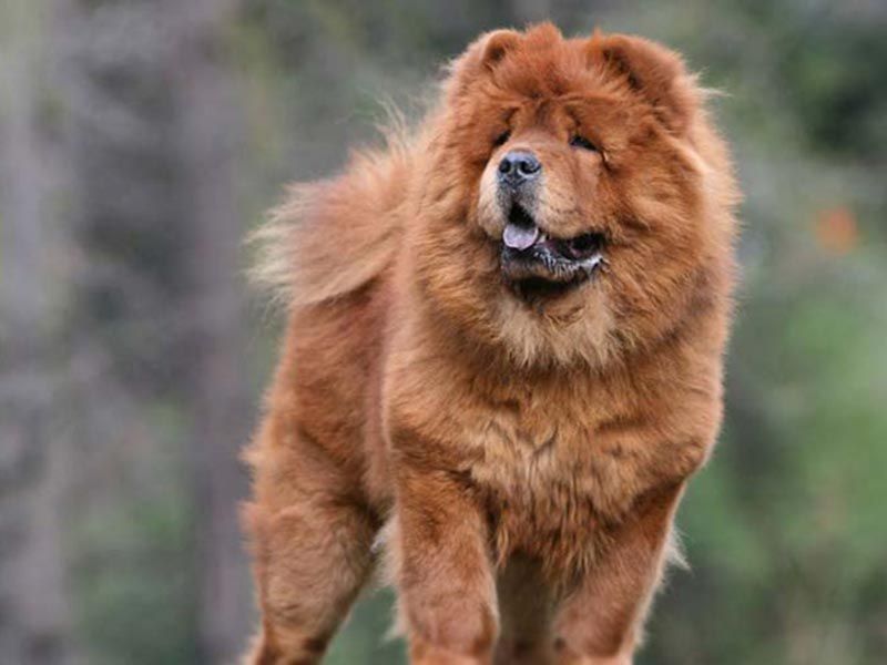 Chow Chow