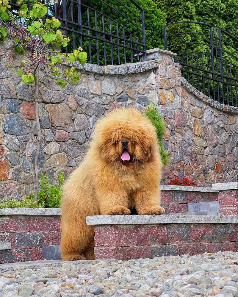 Tibetan Mastiff