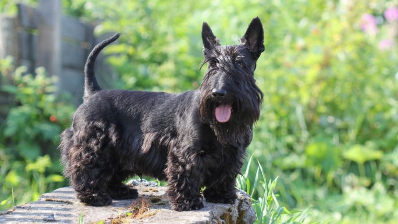 Scottish Terrier
