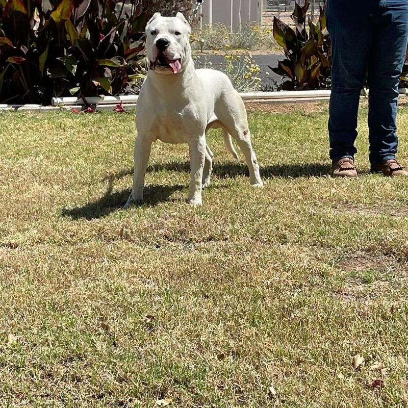 Dogo Argentino