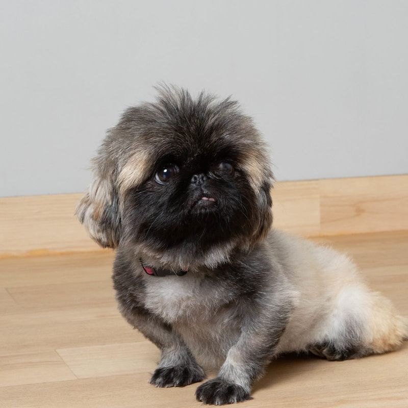 Pekingese