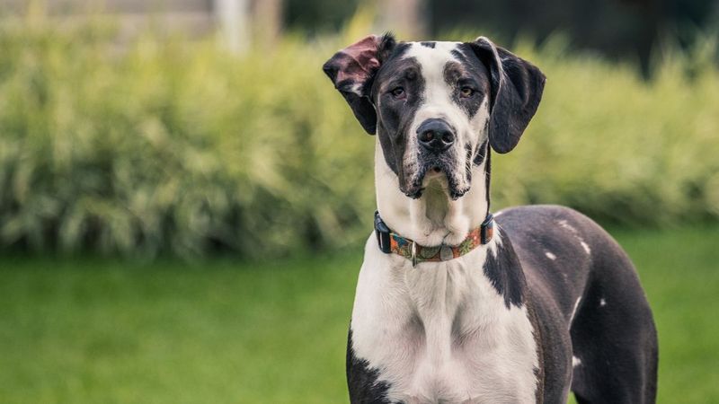 Great Dane