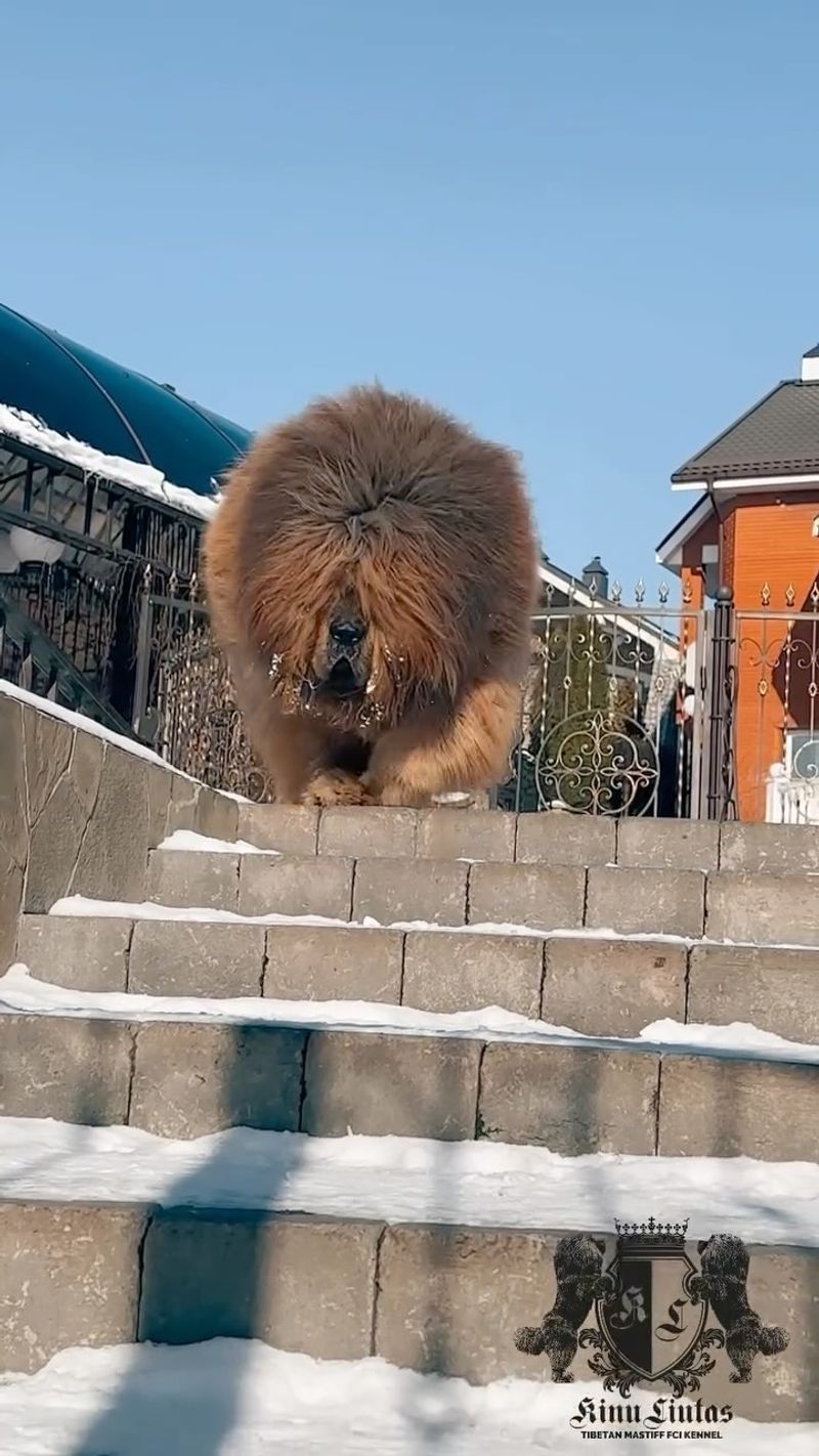 Tibetan Mastiff