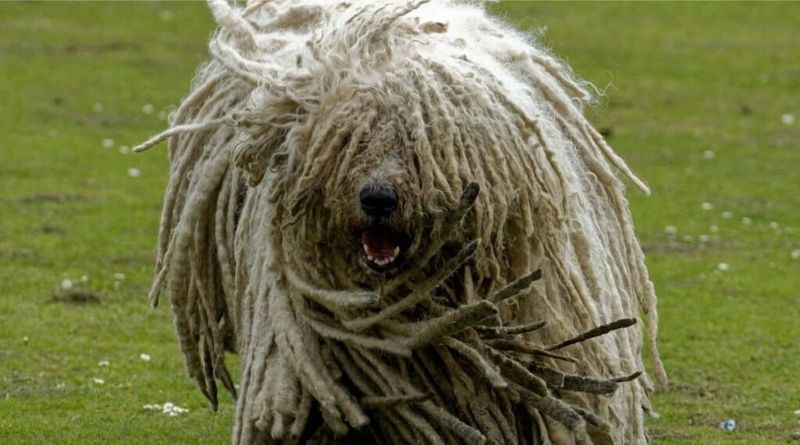 Komondor