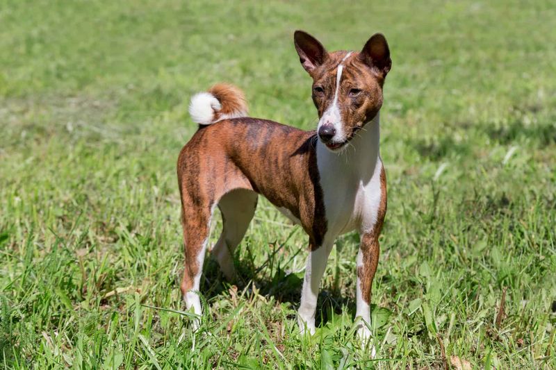 Basenji