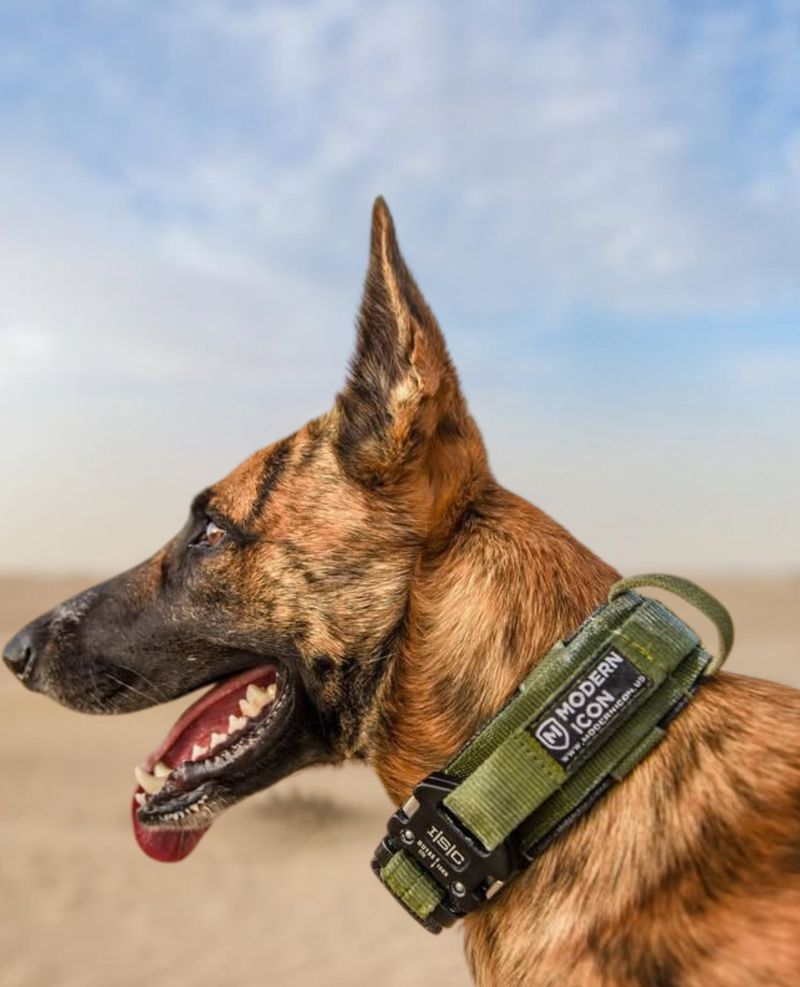 Belgian Malinois