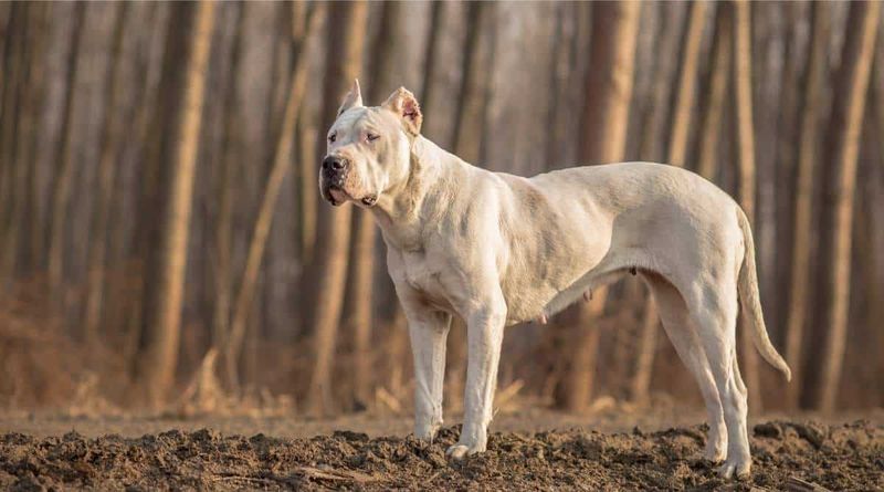 Dogo Argentino