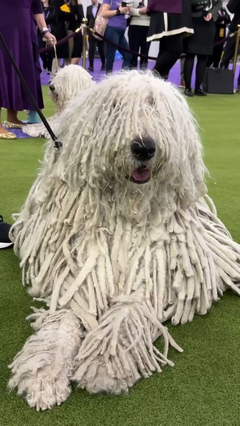 Komondor