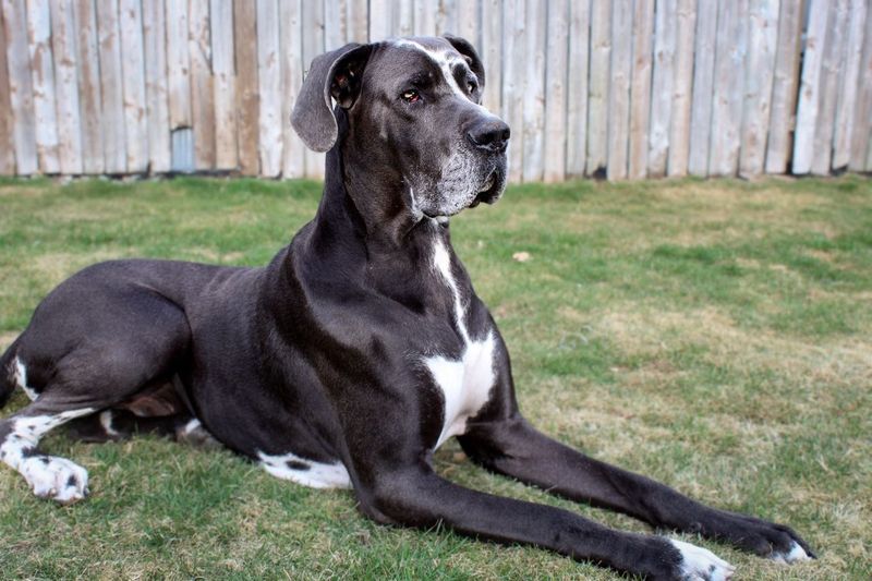 Great Dane