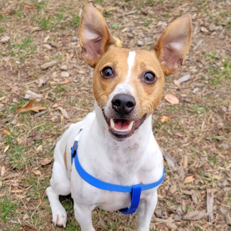 Jack Russell Terrier