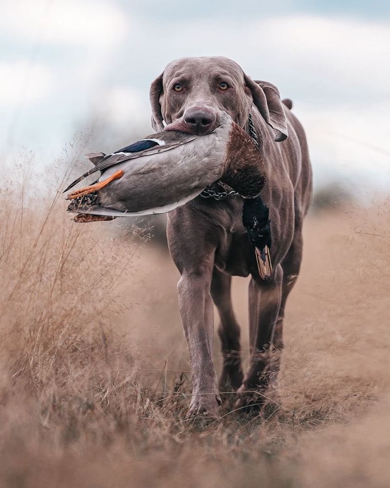 Weimaraner