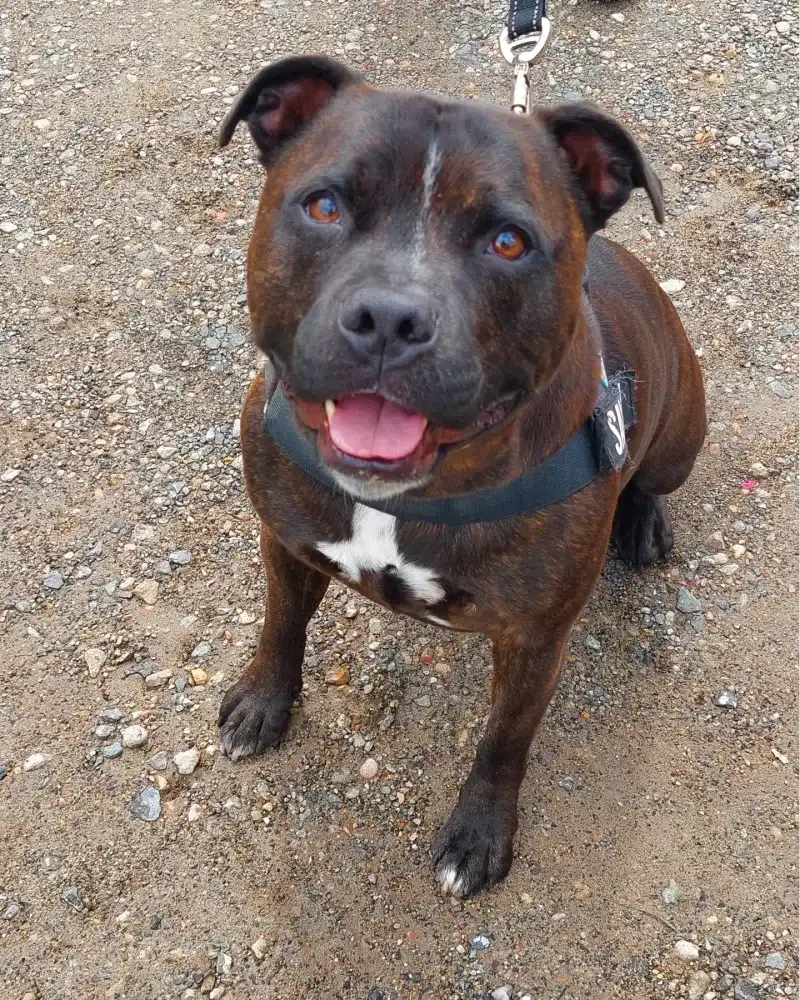 Staffordshire Bull Terrier