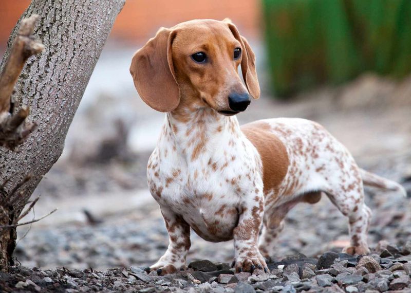 Dachshunds: Small Dogs with Strong Opinions