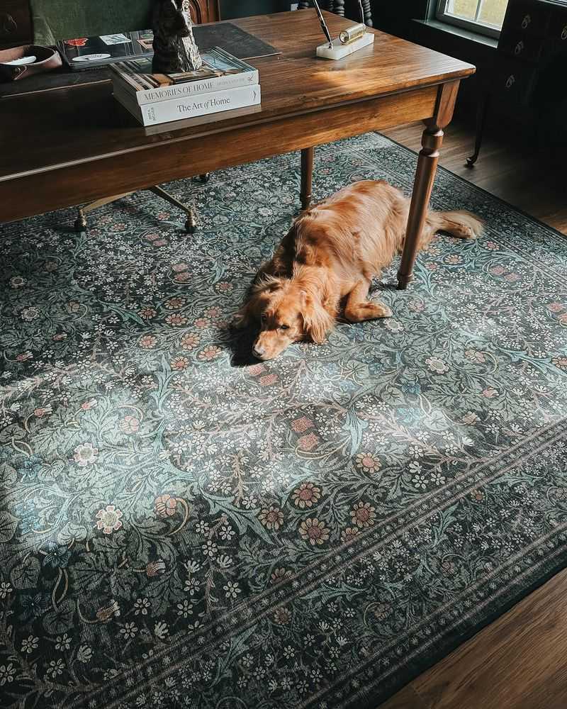 Sophie the Cocker Spaniel