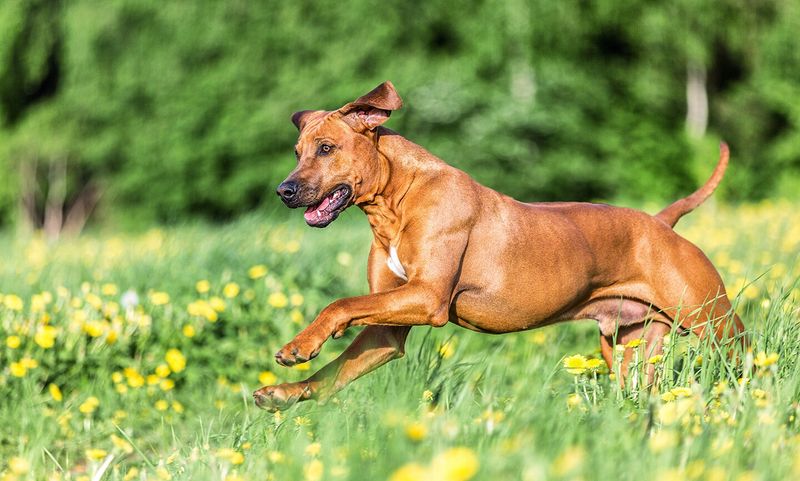 Bella, the Graceful Dancer