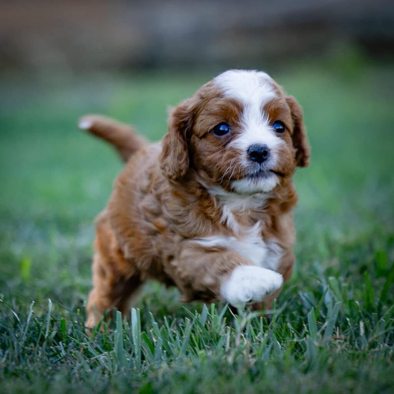 Ruby