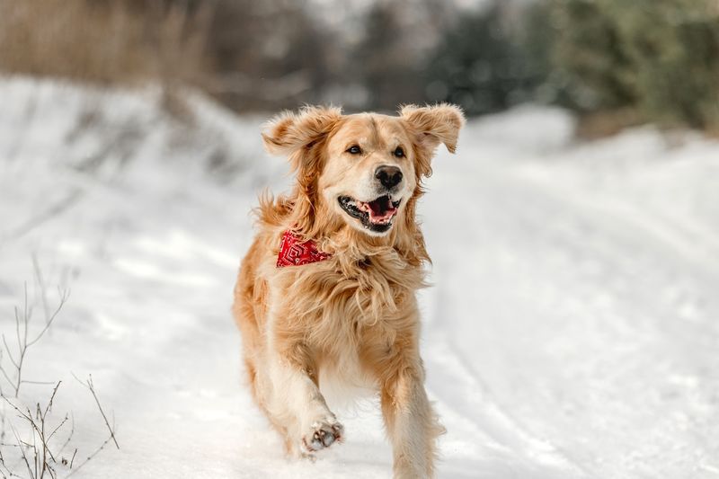 Joyful Zoomies