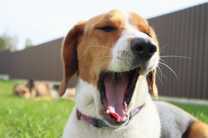 Yawning When You Yawn