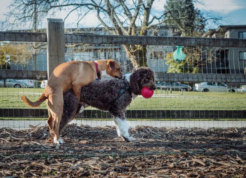 Mounting and Humping