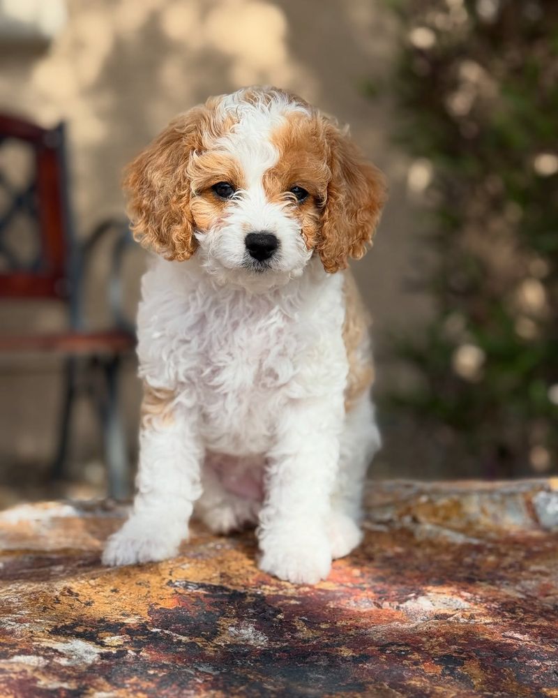 Cavapoo