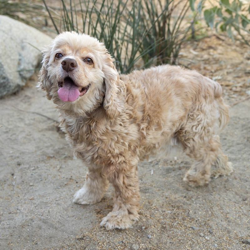 Cocker Spaniel