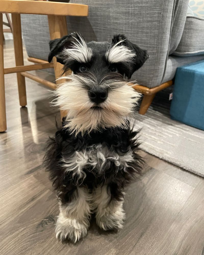 Miniature Schnauzer