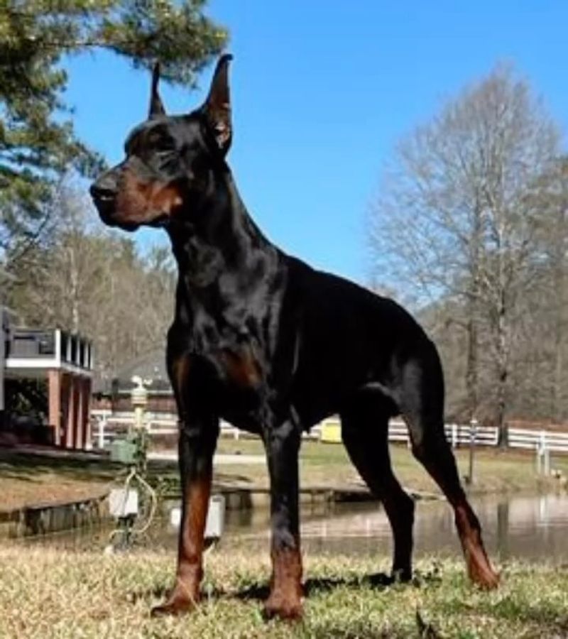 Doberman Pinscher