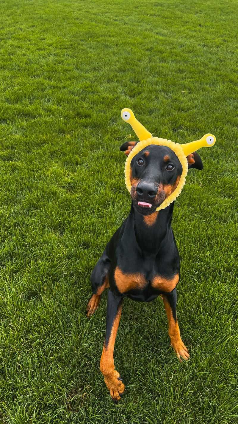 Doberman Pinscher