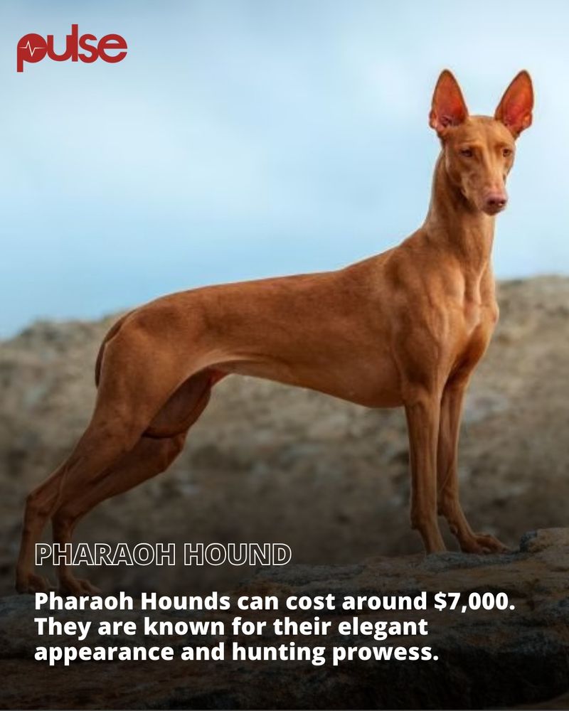 Pharaoh Hound