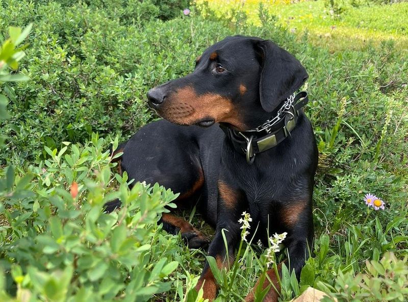 Doberman Pinscher