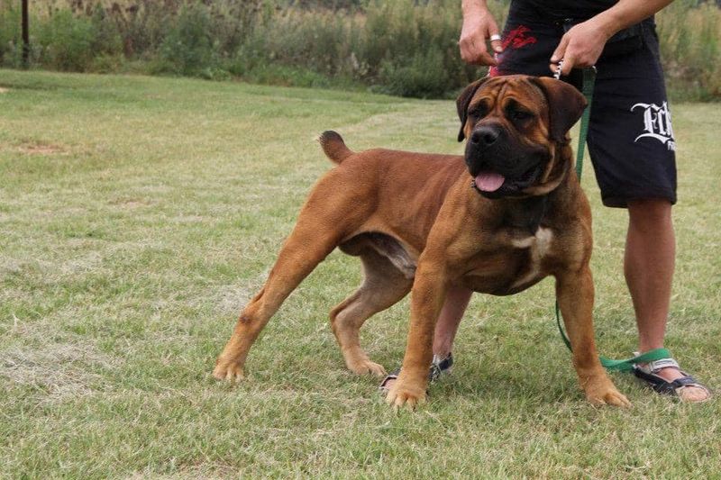 Bullmastiff