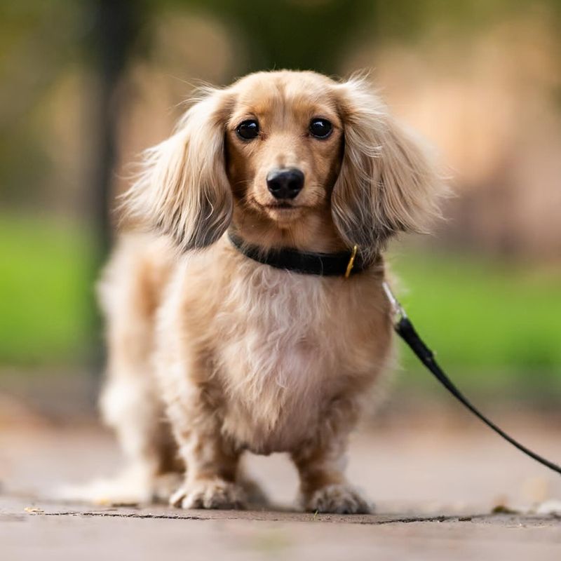 Dachshund