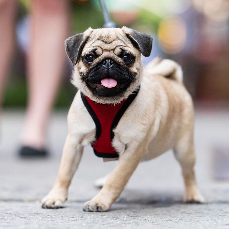 Pug