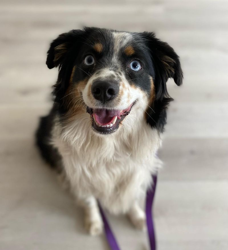 Australian Shepherd