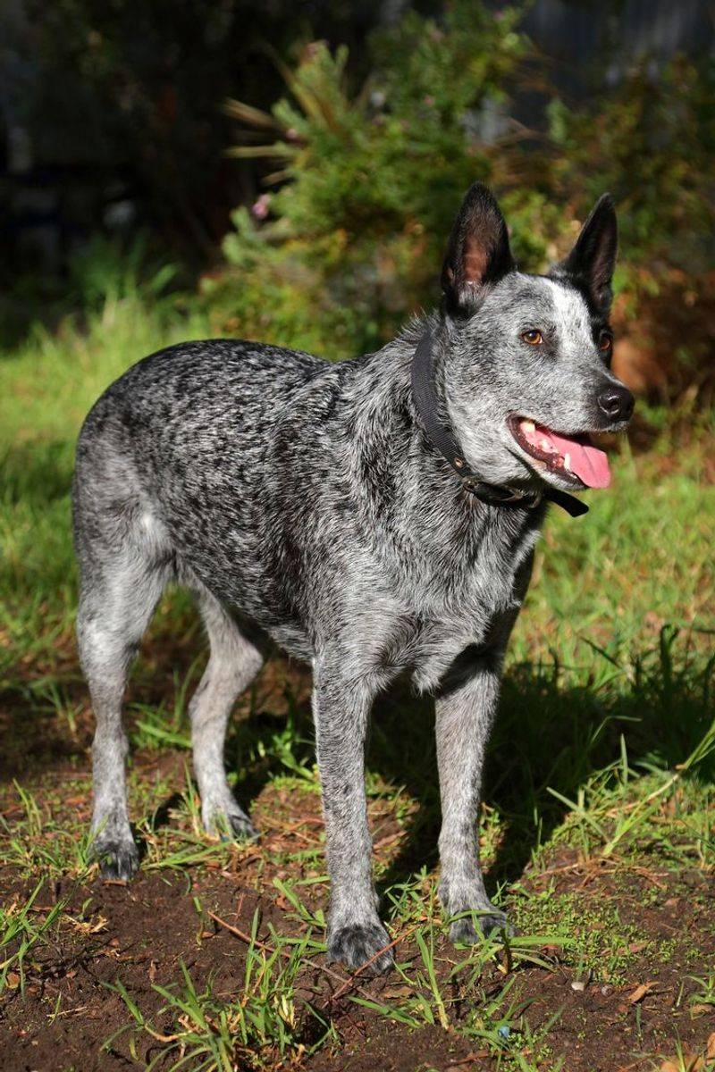 Australian Cattle Dog