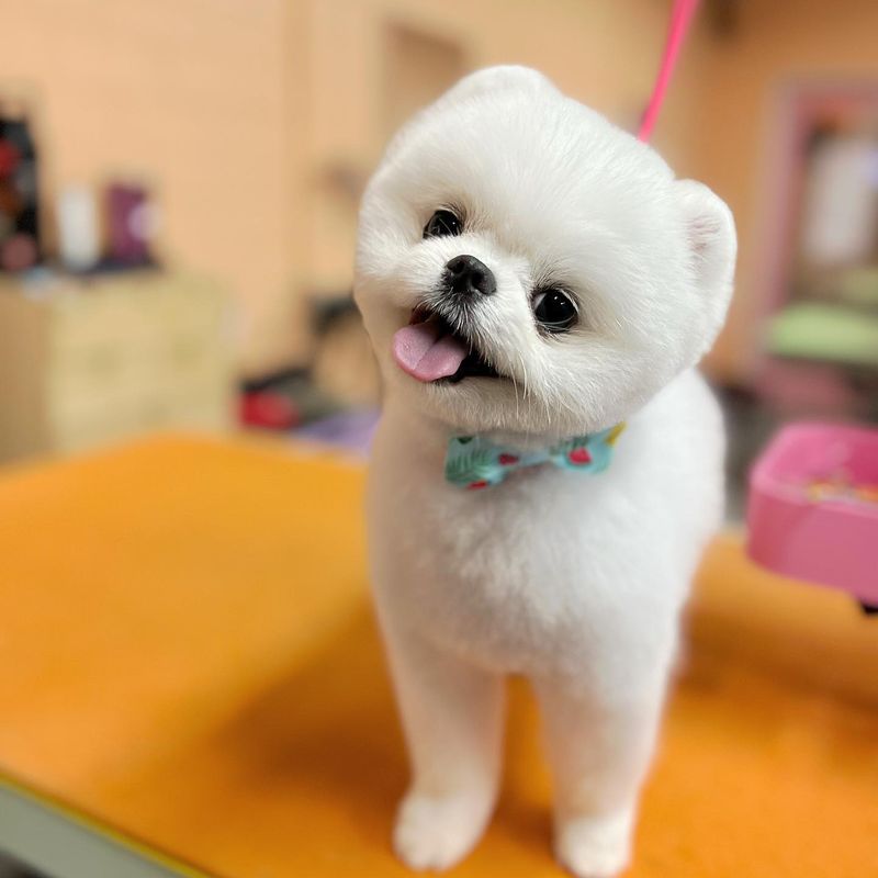 Pomeranian