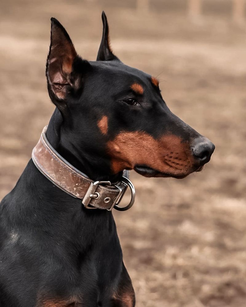 Doberman Pinscher