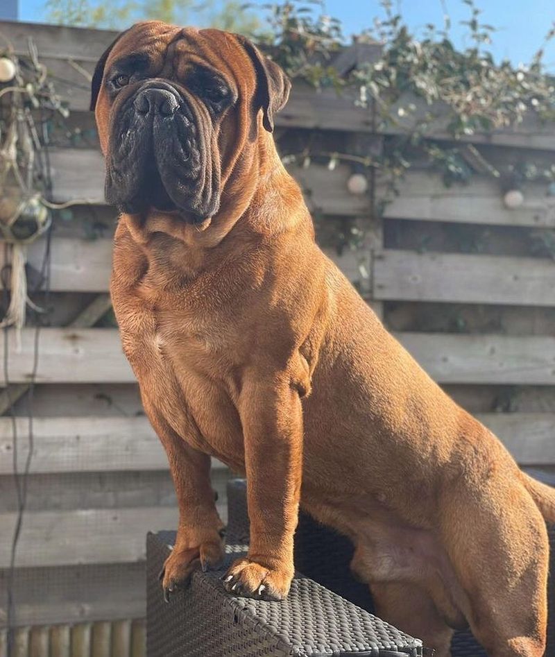 Bullmastiff