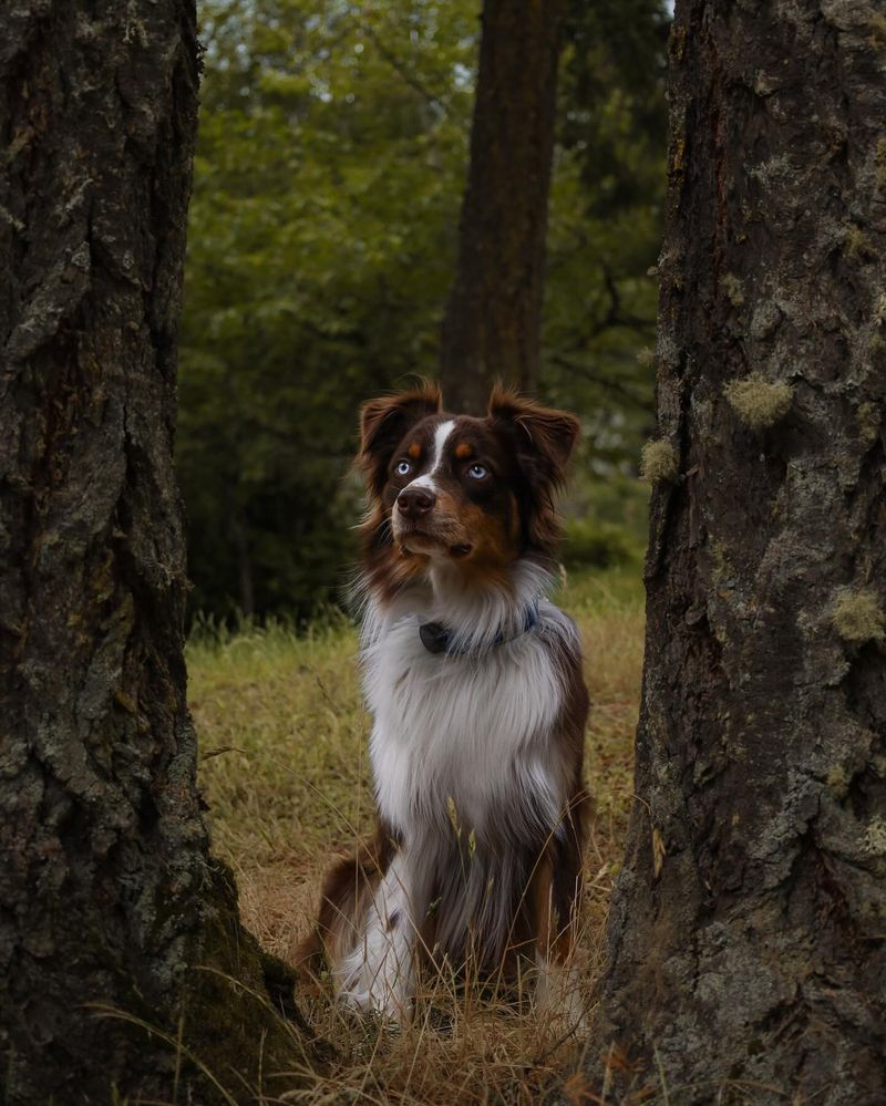 Australian Shepherd