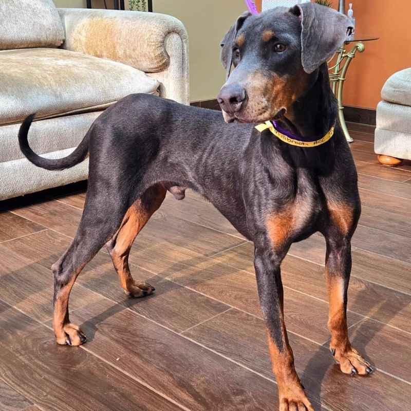 Doberman Pinscher