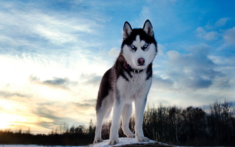 Siberian Husky