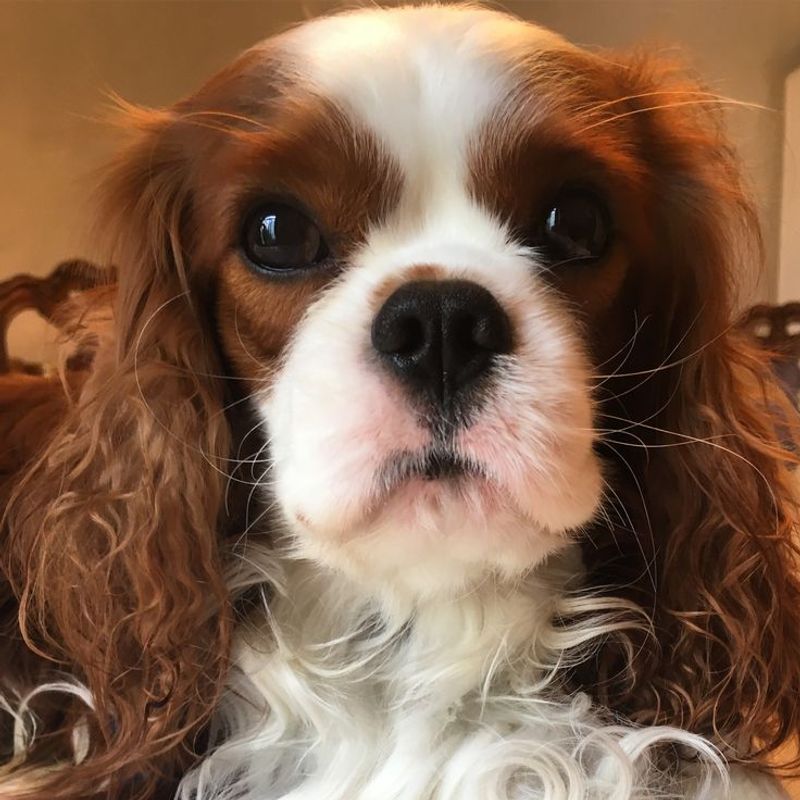 Cavalier King Charles Spaniel