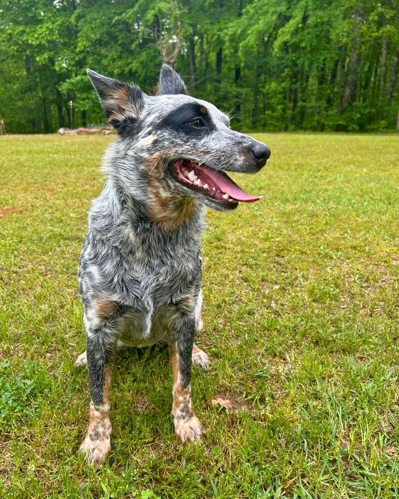 Australian Cattle Dog