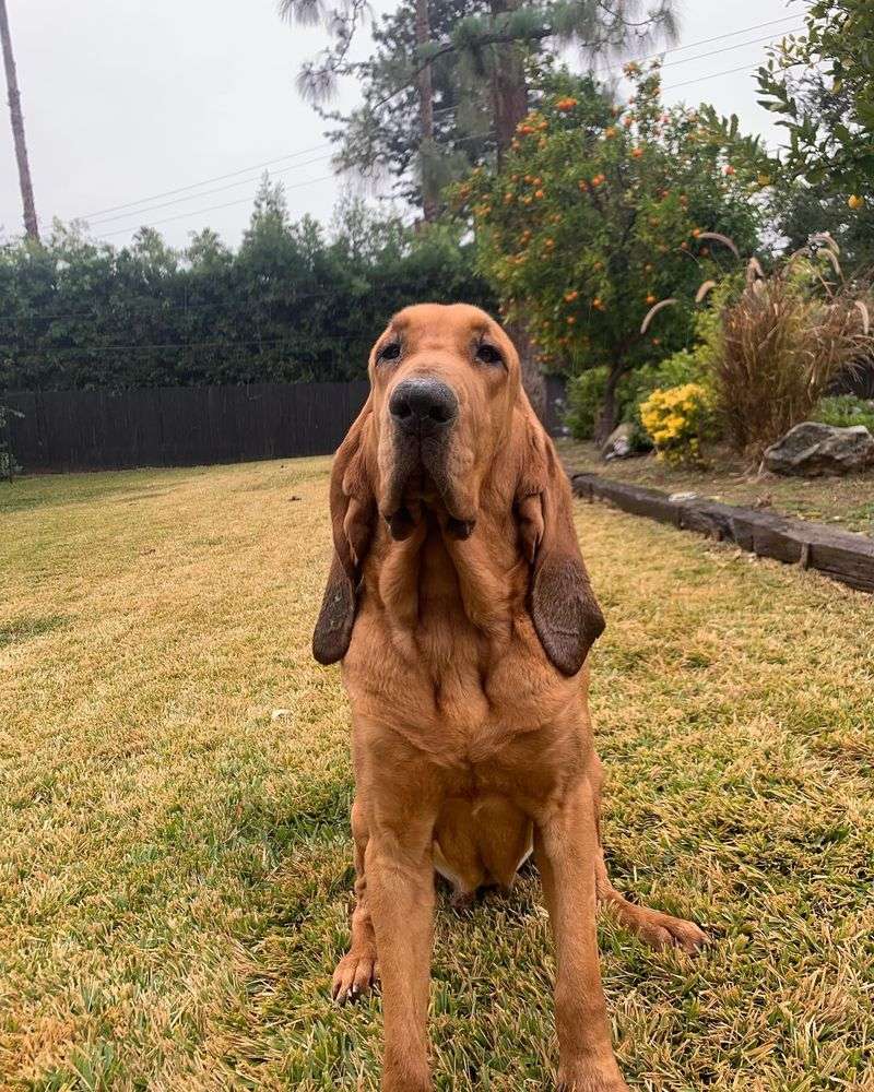 Bloodhound