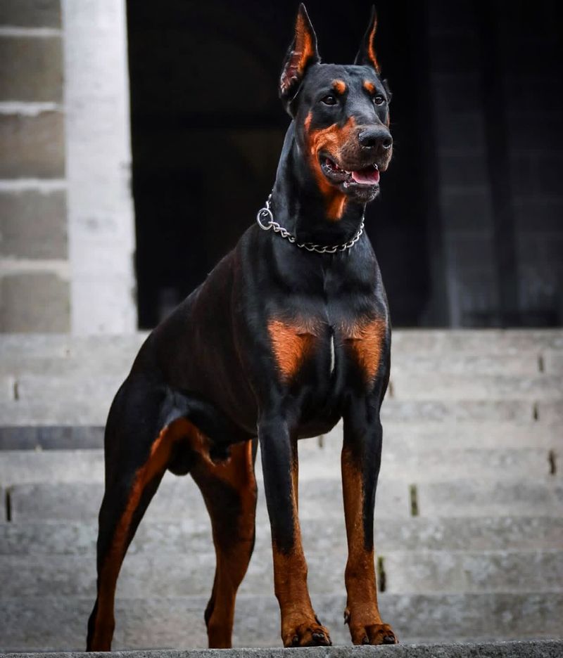 Doberman Pinscher